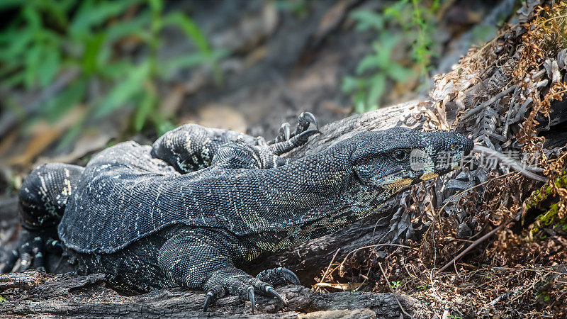 花边巨蜥(Varanus varius)